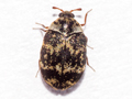 Anthrenus fuscus